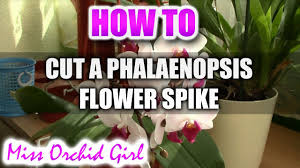 For a comprehensive guide to growing moth orchids, check out the link to my orchid ebook, moth orchid mastery, available right on my website: How To Cut A Phalaenopsis Orchid Flower Spike Youtube