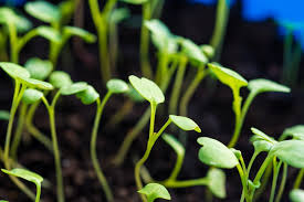 Arugula makes a perfect addition to the container garden, which means you can even grow it on a patio, balcony, or indoors on your windowsill. Growing Arugula From Seed Is As Easy As Pie