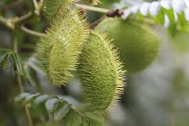 Image result for Guilandina bonduc