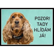 Image result for anglický kokršpaněl