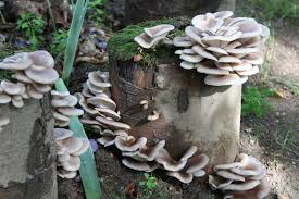 Symbiotisch lebende pilze wie pfifferlinge. Pilze Selbst Anbauen Der Waldviertler Pilzgarten Macht S Vor Biorama