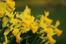 Check spelling or type a new query. Picking The Right Flowers For Friendship Day Teleflora Blog