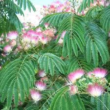 Pin On Plants Landscaping