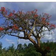 Image result for Bothriocline