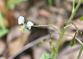 Image result for Aneilema