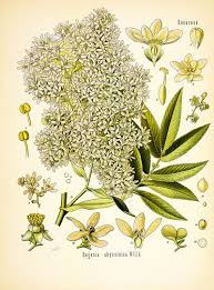 Image result for Hagenia abyssinica