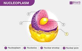 We did not find results for: Nucleoplasm Difference Between Cytoplasm And Nucleoplasm