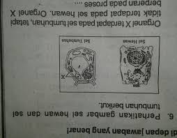 Maybe you would like to learn more about one of these? Tolong Dong Yg Bisa Bantu Brainly Co Id