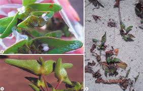 Image result for Phylohydrax