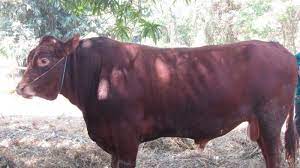 Selain lembu, sebenarnya ada alternatif daging kerbau untuk konsumsi harian. Anak Lembu Untuk Dijual 2017 Ini Lho Sapi Kurban Seharga Rp 45 Juta Ekor November 25 2017november 25 2017 Lembumurah Koksuwetimen