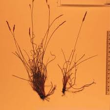 Image result for Pycreus fibrillosus