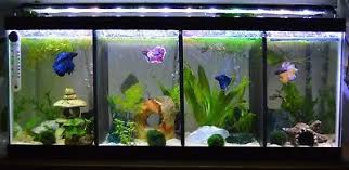 Lifewithpets 20 Gallon Long Fish Tank Divider No Suction Cups Required In 2020 Betta Aquarium Betta Fish Hexagon Fish Tank