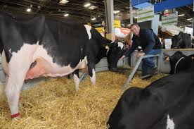 Salon de l'agriculture et sima 2019. Deux Vaches Auboises En Concours
