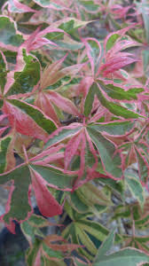 Maybe you would like to learn more about one of these? Acer Pal Shirazz Shirazz Japanese Maple Japanese Maple Dwarf Japanese Maple Acer Palmatum