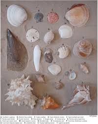 Mollusks Padre Island National Seashore U S National