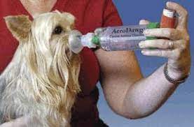 This product promotes a healthy respiratory system and provides support to the dog's lungs. Bronchitis In Dogs Why Is My Dog Coughing