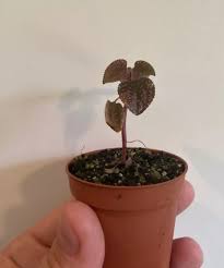 Image result for Calvoa