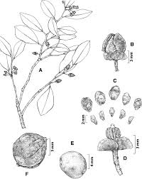 Image result for Canellaceae