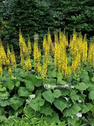 Image result for Ligularia sibirica