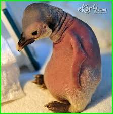 Penjelasan lengkap seputar gambar lucu gokil kocak bikin ngkak (terbaru 2019). 15 Gambar Hewan Tanpa Bulu Selain Kucing Sphinx Bikin Geli Tapi Lucu Dunia Fauna Hewan Binatang Tumbuhan Gambar Hewan Sphinx Hewan