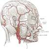 This video series covers the blood vessels for anatomy and physiology ii students. 1