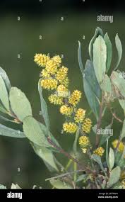 Image result for Myricaceae