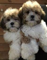 Maintaining your bichon frise shih tzu mix. Bichon Cross Shih Tzu For Sale