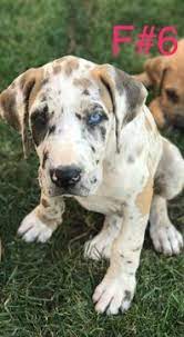 The great dane rescue of southern california. Litter Of 5 Great Dane Puppies For Sale In Bakersfield Ca Adn 53658 On Puppyfinder Com Gender Male S And F Happy Animals Great Dane Puppy Litter Of Puppies