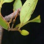 Image result for Helixanthera