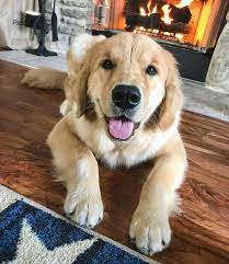 exceptional golden retrievers information is offered on our web pages read more and you will not be s golden retriever dogs golden retriever retriever puppy