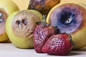 Tidak jarang petani cabai merugi karena abai memperhitungkan faktor cuaca, fluktuasi harga atau terdapat dua macam penyakit busuk yang biasa menyerang tanaman cabai, yakni busuk cabang dan buah cabai tidak sempat dipanen karena keburu rontok ke tanah. Buah Di Rumah Mudah Busuk Begini Caranya Agar Tahan Lama Moms Semua Halaman Nakita