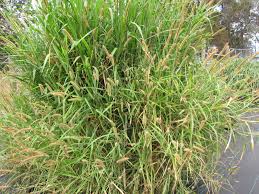 Image result for Cenchrus purpureus