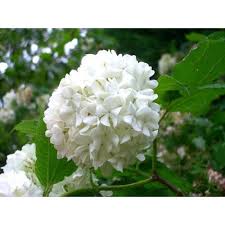Natuurgetrouwe kunstbloem die jaar na jaar mooi blijft. Viburnum Carlesii Sneeuwbal Kopen Bij Tuincentrum Boskoops Nl Online Tuincentrum