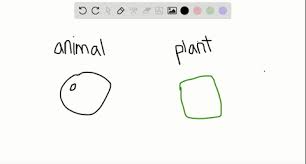 Maybe you would like to learn more about one of these? Solved Is This Statement True Or False Animal Cells Have Mitochondria Plant Cells Have Chloroplasts Explain Your A