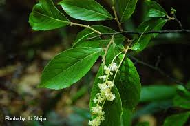 Image result for Homalium