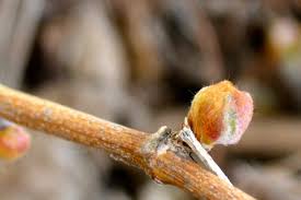 From there, planting is generally the same across all varieties. My Fruit Trees Are Budding Alberta Home Gardening
