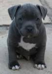 American Staffordshire Terrier Puppies for Sale from ...