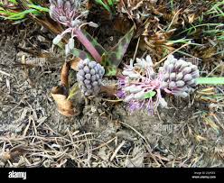 Image result for Ledebouria luteola