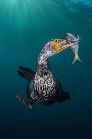 The Best Underwater Photography Winners Of 2018 Captured Moments Photography Capture Photo Underwater Photography Underwater Photographer Underwater Photos