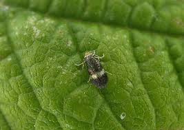 Image result for Stigmella floslactella