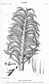 Image result for Anthericopsis