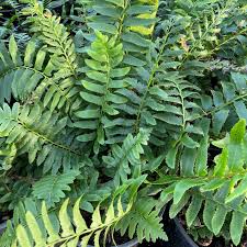 Image result for Polystichum
