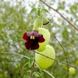 Image result for Tinnea rhodesiana