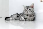 All About Tabby Cats and Their Color Patterns