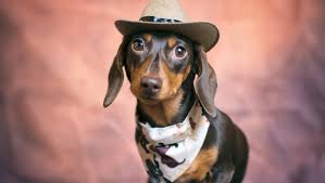 10 Best Wiener Dog Costumes For Halloween Pictures Dogtime