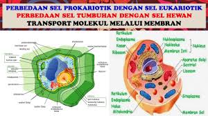 Sel hewan dan sel tumbuhan sama sama termasuk jenis sel eukariotik. Perbedaan Sel Prokariotik Dengan Sel Eukariotik Perbedaan Sel Tumbuhan Dengan Sel Hewan Youtube