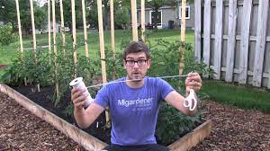 See full list on wikihow.com This Method Of Tying Up Tomatoes Will Change Your Life Youtube