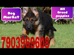 Bringing home a new german shepherd puppy takes lots of planning ahead of what do you look for in your potential new gsd puppy? German Shepherd Dog In Patna Bihar 7903969608 Youtube