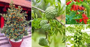 Fruit tree pollination can seem a bit mysterious at first so we've put together the following notes to help explain it. 10 Fast Growing Fruit Trees In India India Gardening