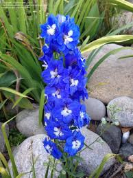 Plantfiles Pictures Larkspur Candle Delphinium Aurora Blue Delphinium Elatum By Tbonewap Delphinium Blue Delphinium Delphinium Flowers